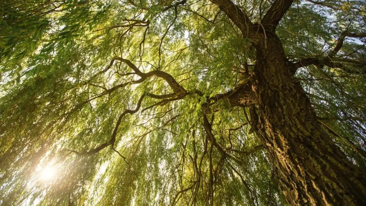 Pohon Willow