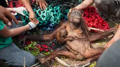 Bayi orangutan memegang ibunya yang kurang gizi usai diselamatkan tim International Animal Rescue di desa Kuala Satong, Kalimantan Barat (10/11). Orangutan dan bayinya melarikan diri dari amukan api yang menghancurkan habitatnya. (AFP PHOTO/Heribertus)