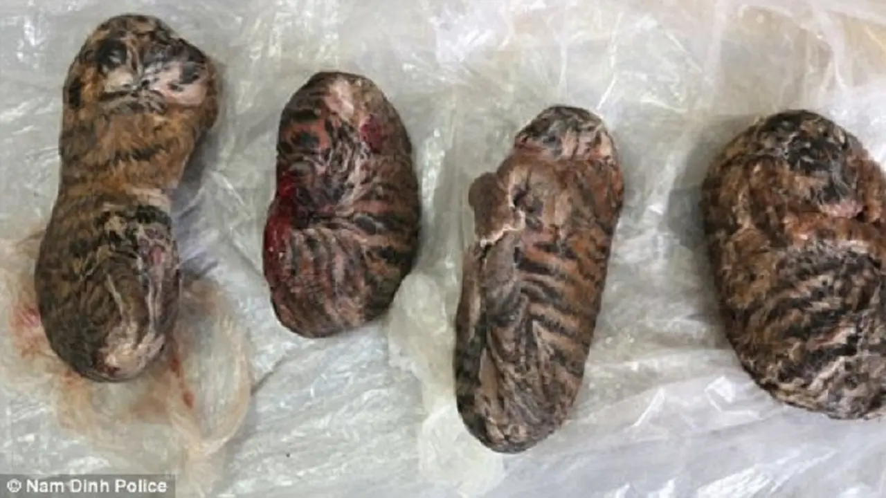 Sadis! Anak Harimau Dijadikan Lem