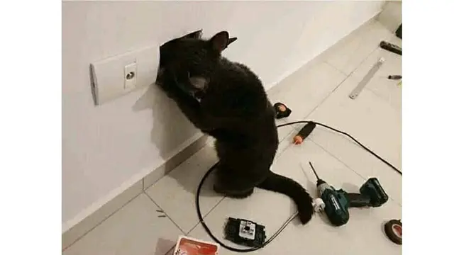 Kucing Ini Sok-sokan Benerin Listrik, Endingnya Bikin Ngakak