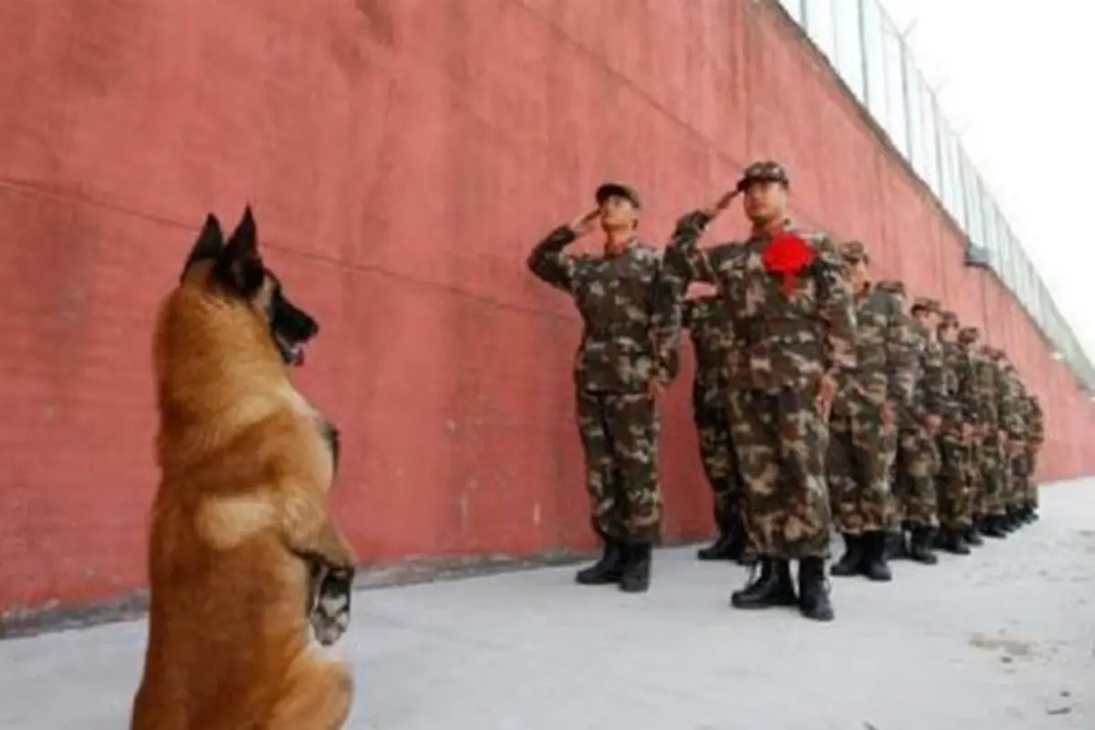 Beri Penghormatan Terakhir, Aksi Anjing Ini Bikin Nangis Bombay
