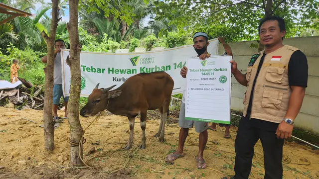 Dompet Dhuafa bersama mitra KMM Yayasan Mutiara Ummat Kendari, menyalurkan sapi kurban kepada warga di wilayah Poasia, Kendari, Sulawesi Tenggara.