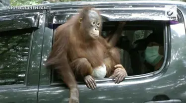 Satu individu Orangutan Jantan berusia 3 tahun, dipulangkan kembali ke habitat aslinya di Bumi Kalimantan.