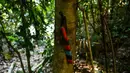 Pisau milik pemburu madu tergantung di pohon di hutan Ulu Muda di Sik, Kedah, Malaysia, (11/3). Pada malam hari di hutan Malaysia, dua pemburu madu berada di dahan pohon menggunakan obor untuk menarik ribuan lebah. (AFP Photo/Manan Vatsyayana)