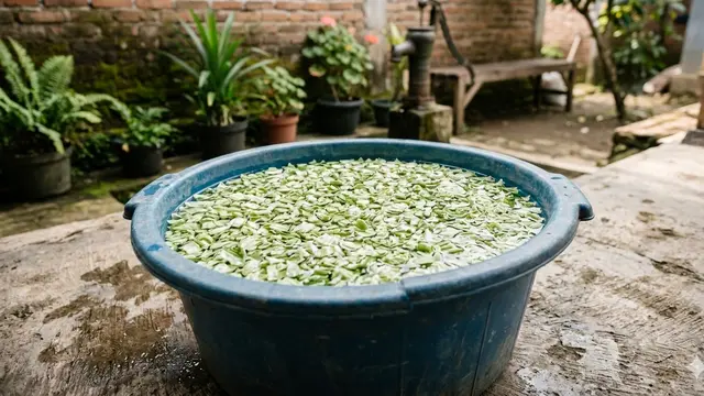 Metode Ternak Kutu Air Alami