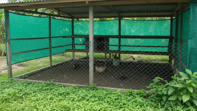 desain kandang ayam teduh cocok untuk iklim panas di desa