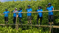 KEHATI dan Sankyu tanam 3.000 mangrove di pesisir Makassar (Liputan6.com/Fauzan)