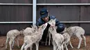 Seorang staf memberi makan bayi antelop Tibet di stasiun perlindungan Danau Zonag di Hoh Xil, Provinsi Qinghai, China (16/7/2020). Petugas patroli berhasil menyelamatkan 11 ekor bayi antelop Tibet di cagar alam nasional Hoh Xil pada tahun ini. (Xinhua/Xue Yubin)
