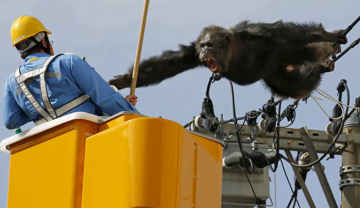 Simpanse jantan bernama Chacha berusaha menyerang petugas ketika hewan primata berusia 24 tahun itu memanjat sebuah tiang listrik, setelah kabur dari Kebun Binatang Yagiyama Zoological Park di Kota Sendai, Jepang, Kamis (14/4). (Reuters/ Kyodo)