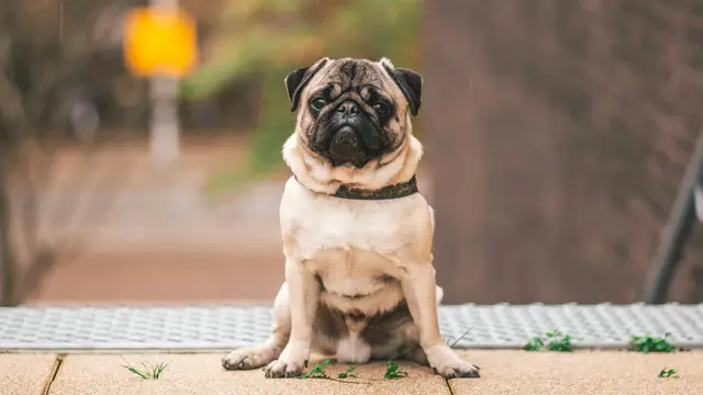 Pug
