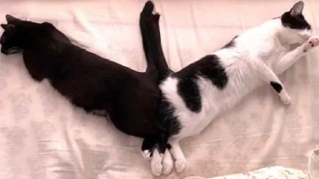 kucing