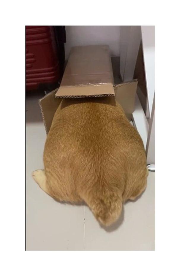 10 Potret Kucing Memaksa Masuk Kardus Ini Bikin Gemas, Enggak Sadar Ukuran