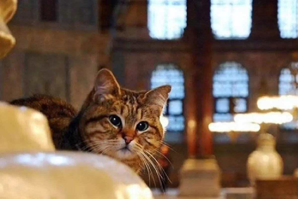 Kucing Gli