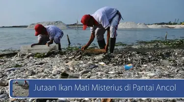 Bibir Pantai Ancol mendadak dipenuhi jutaan bangkai ikan yang membuat udara di kawasan rekreasi tersebut menjadi bau amis dan berikut empat gejala Gangguan ginjal. Saksikan videonya di sini  