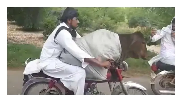 Aksi Pria Bonceng Sapi Gunakan Motor Ini Kocak Abis