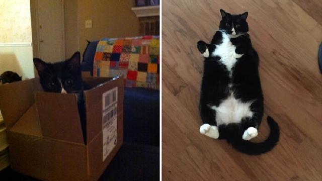 perbandingan hewan setelah dirawat manusia