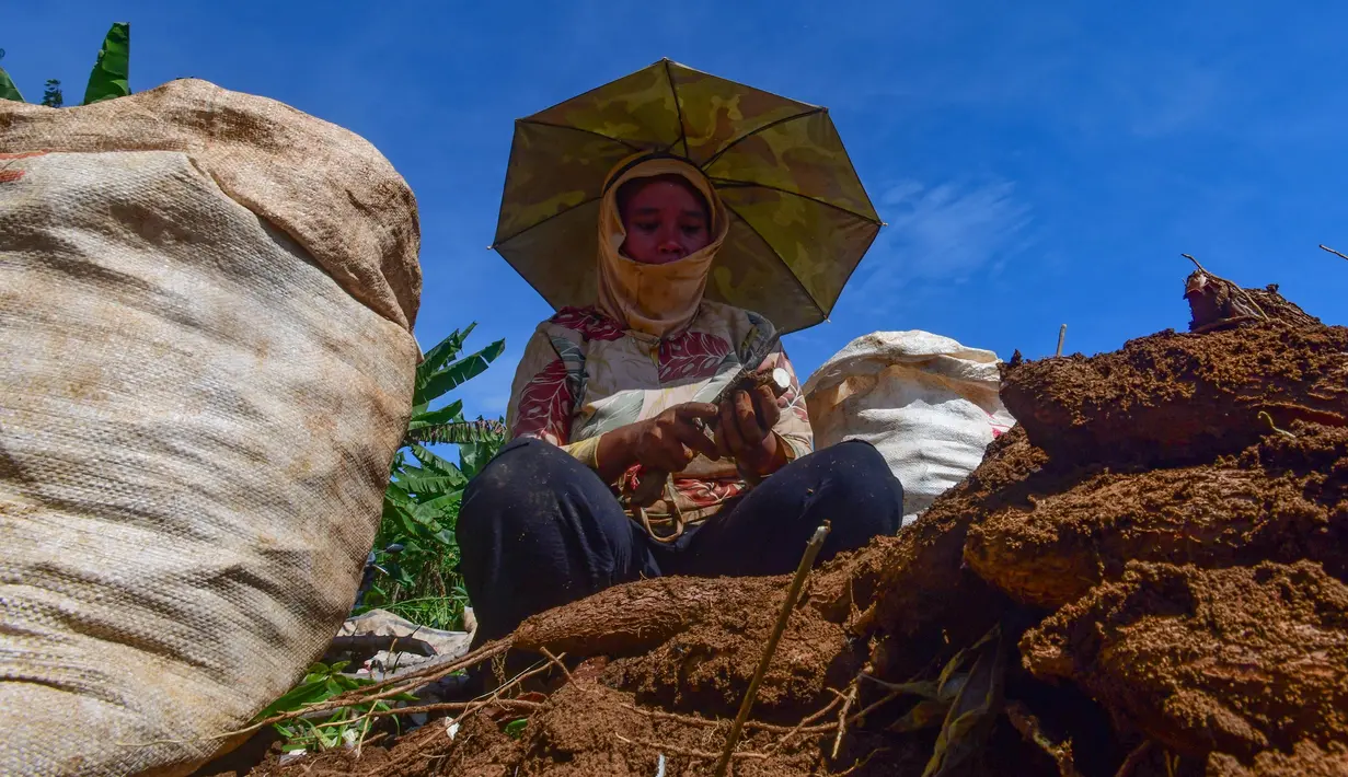 Kondisi tersebut membuat sejumlah petani mengeluhkan menurunnya harga jual singkong. Saat ini, ubi kayu atau singkong hanya dihargai Rp 900 per kilogram dari harga sebelumnya yang mencapai Rp 1500. (merdeka.com/Arie Basuki)