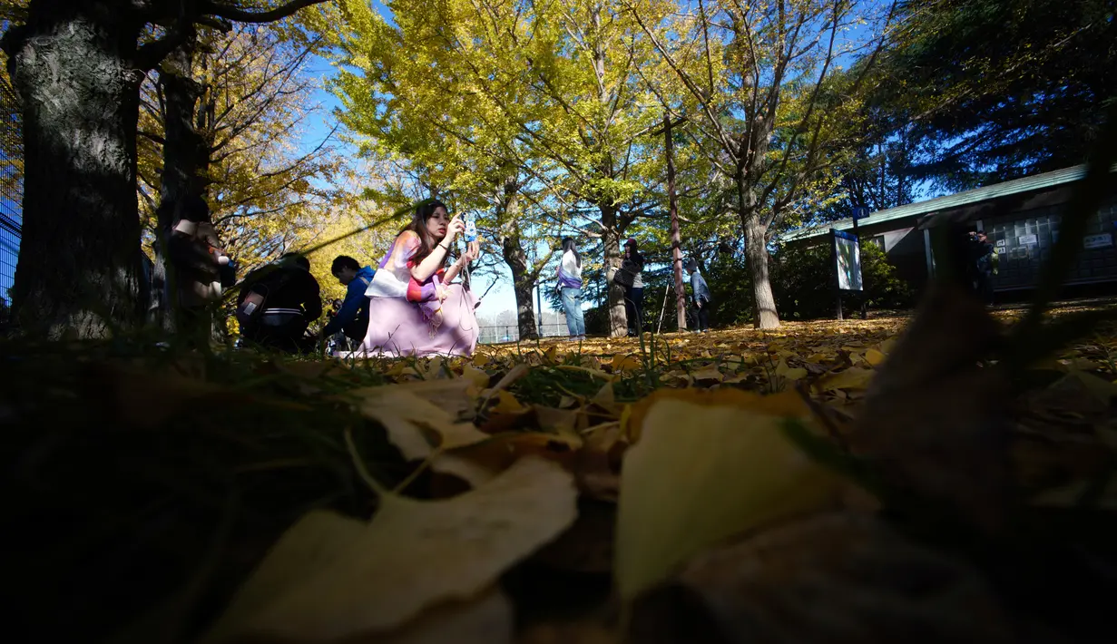 Seorang wanita mengambil foto di bawah pohon ginkgo selama musim gugur di Showa Memorial Park, Tokyo, Jepang (15/11). Pohon Ginkgo yang berasal dari Tiongkok ini dikenal sebagai pohon rambut gadis. (AP Photo / Eugene Hoshiko)