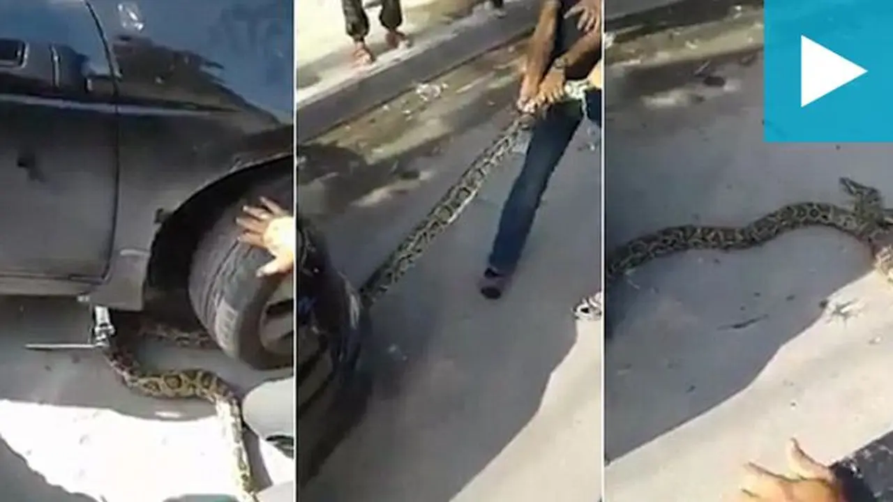 Ular Python bersembunyi di kolong mobil