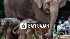 TV Gajah