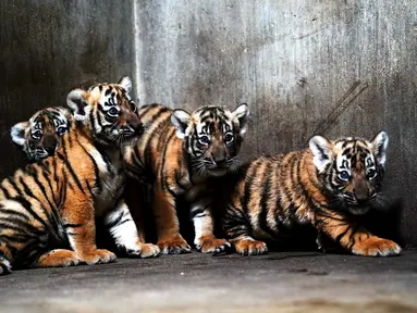 Anak-anak harimau China Selatan terlihat di Kebun Binatang Shanghai di Shanghai, China timur (28/8/2020). Kebun Binatang Shanghai meluncurkan kampanye publik untuk memberikan nama kepada keempat anak harimau betina yang lahir pada 4 Juli 2020 tersebut. (Xinhua/Zhang Jiansong)