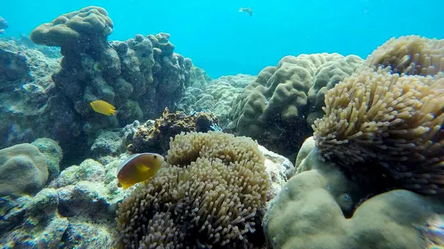 Pulau Pasumpahan