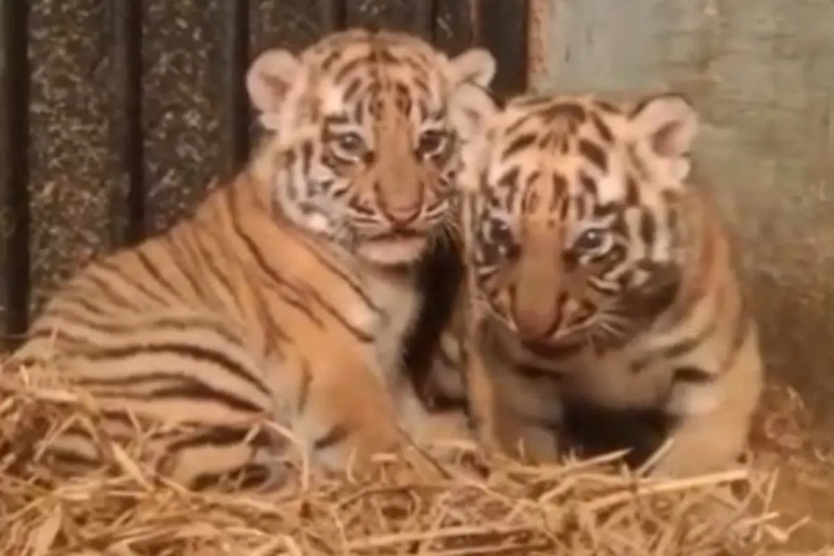 Bayi Harimau Benggala di Kebun Binatang