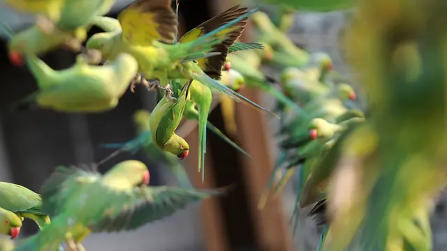 20170317- Pria India Ini Pelihara 8000 Burung Parkit-AFP