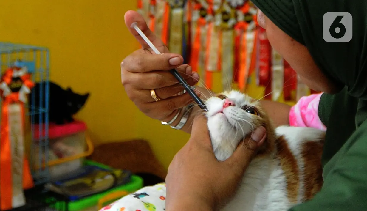 Sekitar 250 kucing kini hidup bersamanya. Ada yang kondisinya buta, kaki tinggal tiga, patah tak berekor, dan lain-lain. Kucing-kucing itu dipeliharanya dengan penuh kasih sayang. (merdeka.com/Arie Basuki)