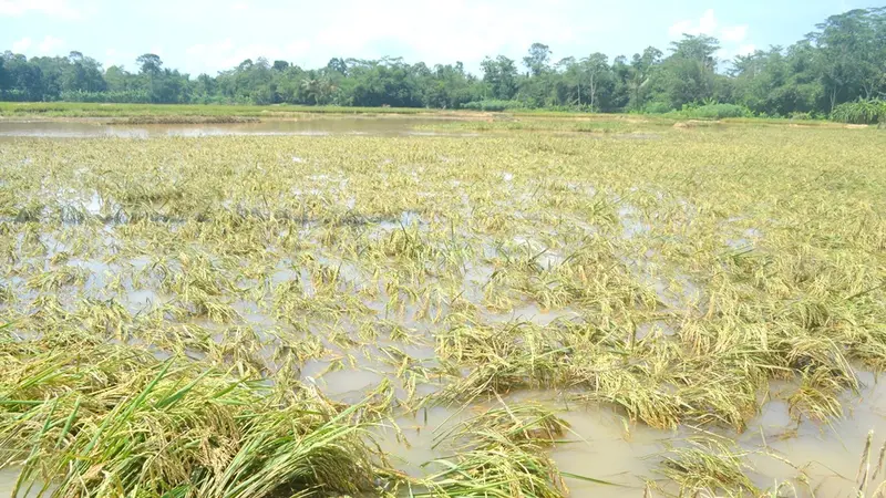 Ilustrasi – sawah apung diklaim cocok untuk wilayah rawan rendaman. (Foto: Liputan6.com/Muhamad Ridlo)