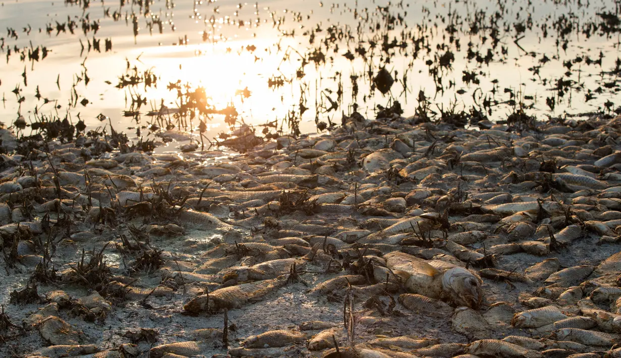 Penampakan ikan mati di tepi Danau Koroneia, Yunani, Kamis (19/9/2019). Kekeringan yang berdampak pada menyusutnya air danau mengakibatkan kurangnya oksigen hingga memicu matinya puluhan ribu ikan di danau tersebut. (AP Photo/Giannis Papanikos)