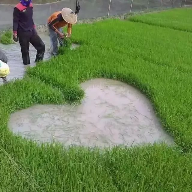 6 Penampakan Sawah Nyeleneh Ini Bikin Tepuk Jidat, Bisa Gagal Panen