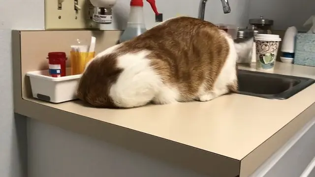 6 Aksi Lucu Kucing di Dapur Ini Curi Perhatian, Bikin Gemas