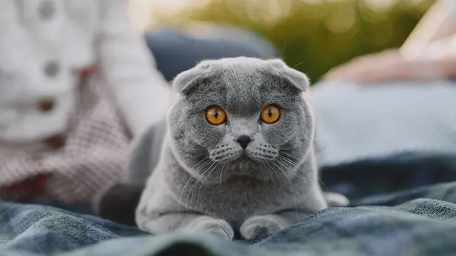 Scottish Fold