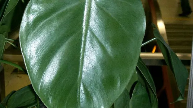 Philodendron Scandens