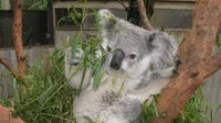 Koala. (ABC News)