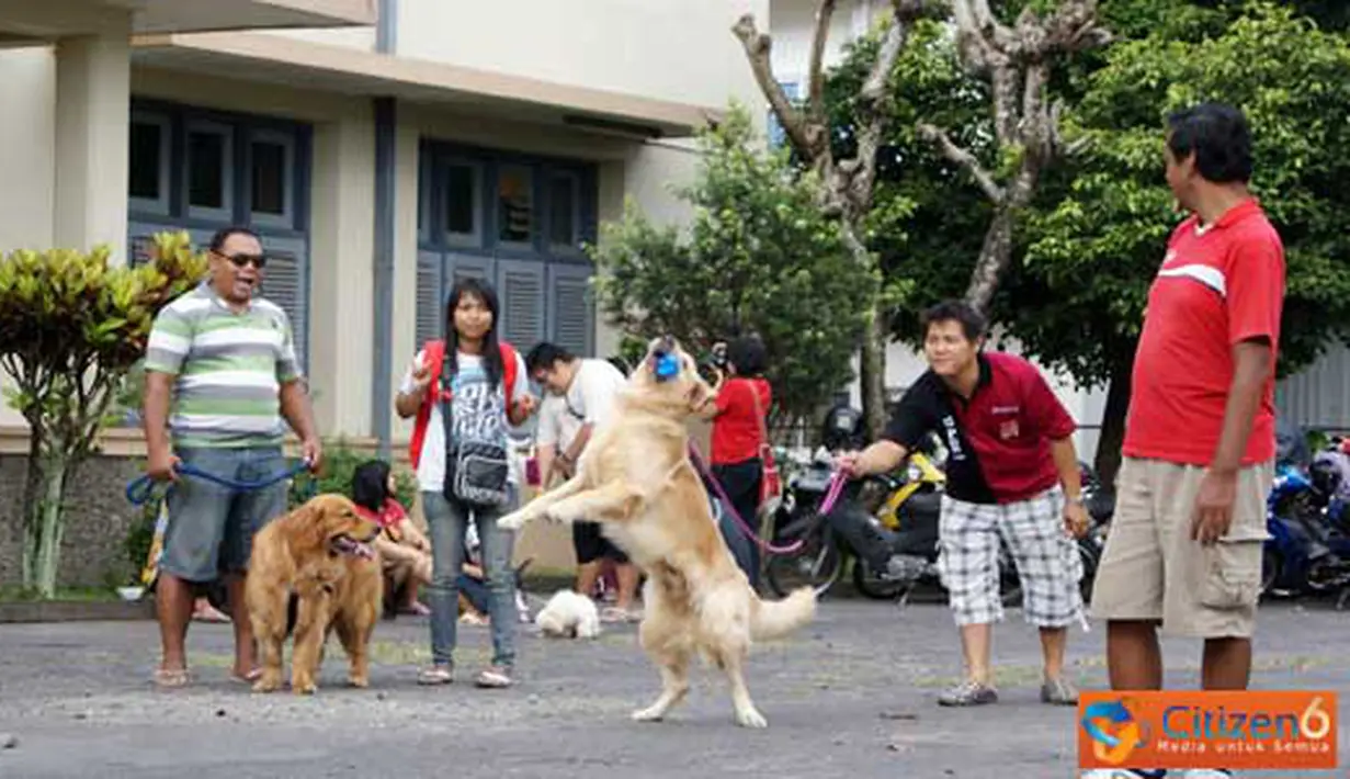 Citizen6, Yogyakarta: Kontes ketangkasan anjing ini dilaksanakan di halaman depan Rumah Sakit Hewan Prof. Soeparwi, UGM Yogyakarta. (Pengirim: Duta) 