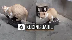 Ternyata hewan juga bisa jahil. Seperti kucing yang satu ini menaiki kura-kura yang sedang berjalan.
