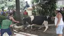 Petugas bersiap memotong hewan kurban sapi di Masjid Sunda Kelapa, Jakarta, Jumat (1/9). Panitia hewan kurban Masjid Sunda Kelapa menerima sebanyak 10 ekor sapi dan 46 ekor kambing untuk dibagikan kepada yayasan dan warga. (Liputan6.com/Immanuel Antonius)