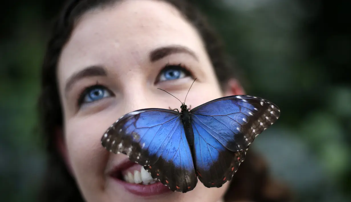 Entomologis, Anna Platoni tersenyum saat wajahnya dihinggapi kupu-kupu Blue Morpho saat pembukaan, "Butterflies in the Glasshouse", di RHS Wisley di Wisley, Inggris, (13/1). (AFP/Adrian Dennis)