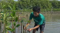 Upaya pelestarian lingkungan dengan penanaman mangrove. (Liputan6.com/ist)