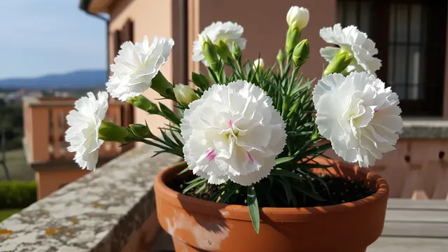 Ilustrasi Bunga Anyelir (Dianthus caryophyllus)/Gemini AI
