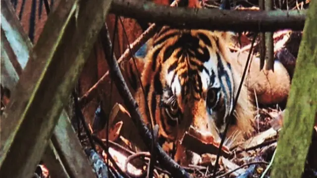 Harimau Sumatra yang pernah terjerat kawat baja di kawasan restorasi ekosistem.