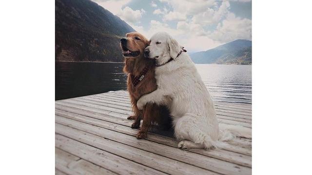 Potret 6 Hewan Saling Berduaan Ini Mesra Banget, Bak Prewedding