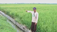 40 Tahun Kesulitan Air, Petani di Langkat Sumut Menjerit
