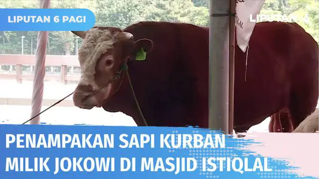 VIDEO: Jokowi Kurban Sapi Seberat 1 Ton di Istiqlal dan 35 Ekor Sapi Lainnya di Berbagai Provinsi