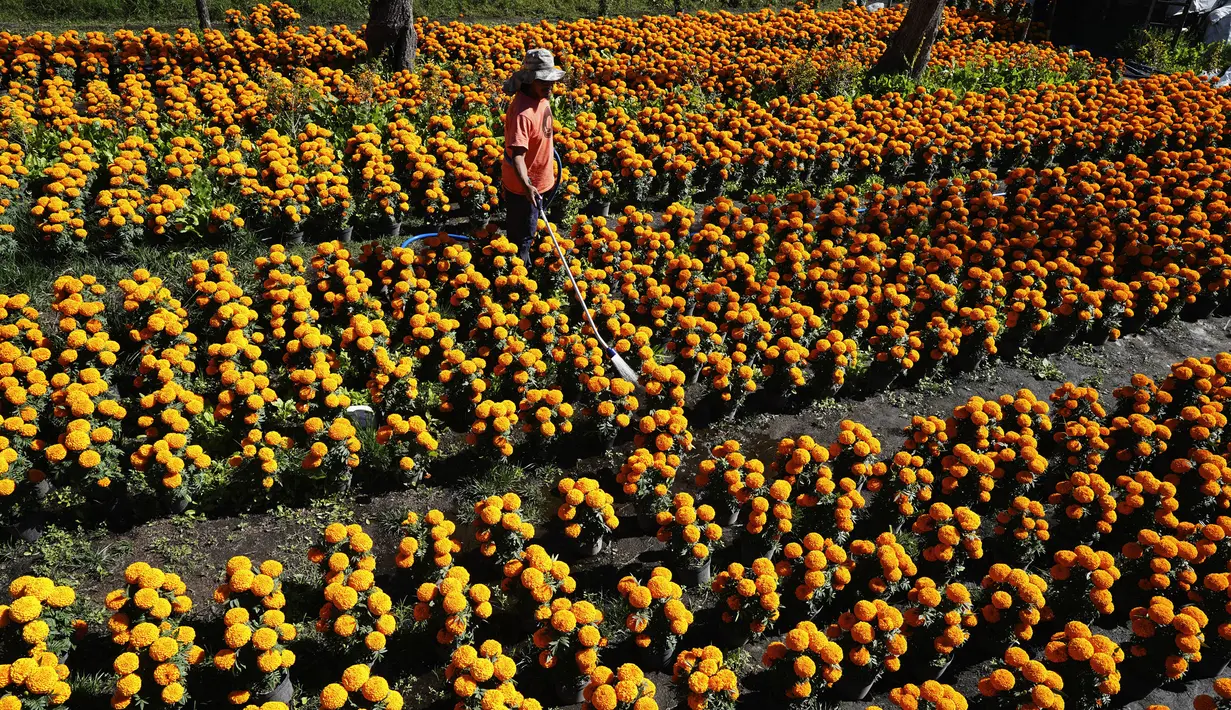 Pekerja menyiram Marigold di sebuah perkebunan di Xochimilco, pinggiran Mexico City, Meksiko, 13 Oktober 2021. Di Meksiko, Marigold juga dikenal sebagai cempasúchil atau bunga kematian dan digunakan pada perayaan Day of the Dead atau Hari Kematian setiap 2 November. (AP Photo/Marco Ugarte)