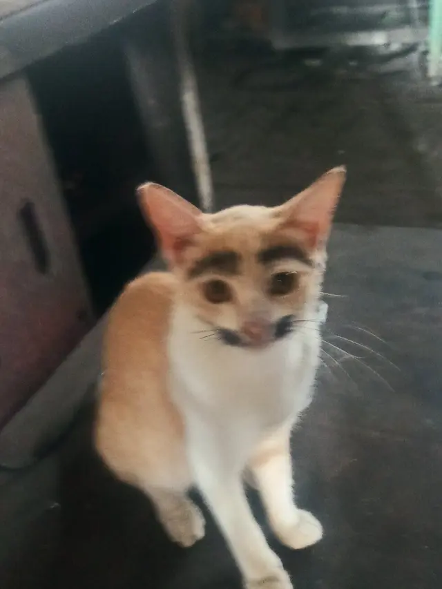 6 Potret Lucu Kucing Pakai Makeup, Wajahnya Pasrah dan Bikin Gemas (Sumber: Twitter/@tanyarlfes)