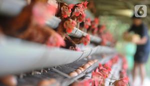 Peternak mengumpulkan telur ayam ras di peternakannya di Kampung Kebon Kopi, Pengasinan, Bogor, Kamis  (15/12/2022).  Menurut peternak setempat, sejak tiga pekan  terakhir harga telur ayam ras di tingkat peternak mulai mengalami kenaikan dari Rp22 ribu menjadi Rp29 ribu per kilogram. (merdeka.com/Arie Basuki)