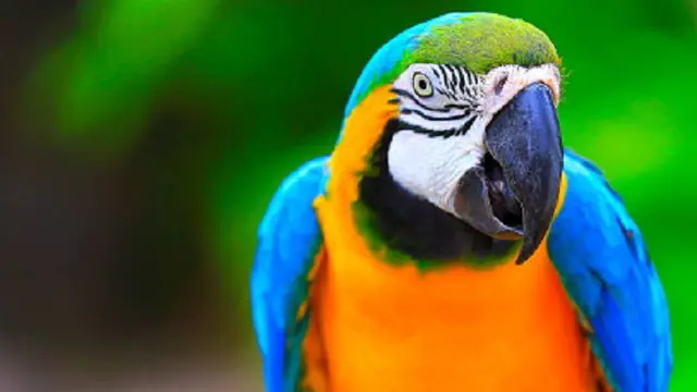 Ilustrasi burung beo (iStock)